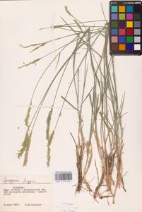 Agropyron fragile (Roth) P.Candargy, Eastern Europe, Lower Volga region (E9) (Russia)