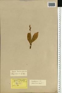 Liparis loeselii (L.) Rich., Eastern Europe, Latvia (E2b) (Latvia)