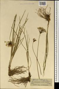 Allium ramosum L., Mongolia (MONG) (Mongolia)
