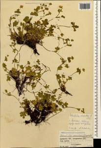 Potentilla crantzii (Crantz) Beck, Caucasus, Armenia (K5) (Armenia)