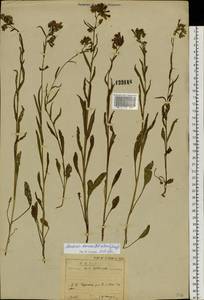 Mertensia davurica (Sims) G. Don, Siberia, Baikal & Transbaikal region (S4) (Russia)