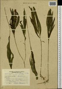 Potamogeton alpinus subsp. tenuifolius (Raf.) Hultén, Siberia, Russian Far East (S6) (Russia)