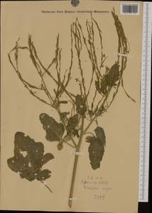 Brassica nigra (L.) W.D.J. Koch, Western Europe (EUR) (Italy)