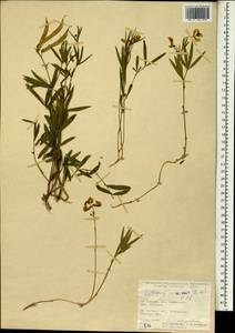 Lathyrus incurvus (Roth)Willd., South Asia, South Asia (Asia outside ex-Soviet states and Mongolia) (ASIA) (Turkey)