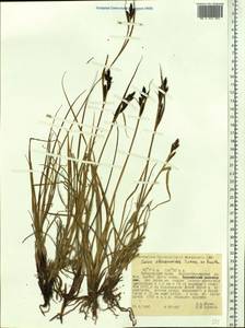 Carex eleusinoides Turcz. ex Kunth, Siberia, Russian Far East (S6) (Russia)