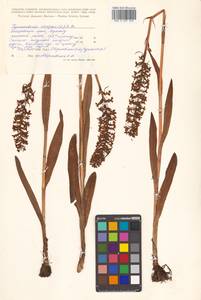Gymnadenia conopsea (L.) R.Br., Siberia, Russian Far East (S6) (Russia)