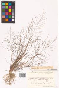 Eragrostis multicaulis Steud., Siberia, Russian Far East (S6) (Russia)