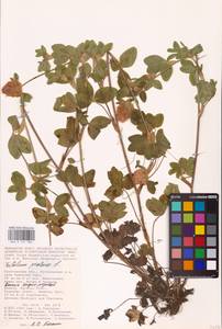 Trifolium pratense L., Eastern Europe, Lower Volga region (E9) (Russia)