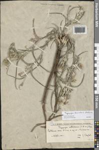Tragopogon tanaiticus Artemczuk, Eastern Europe, Lower Volga region (E9) (Russia)