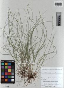 KUZ 002 955, Carex disperma Dewey, Siberia, Altai & Sayany Mountains (S2) (Russia)