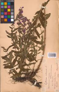 Lythrum salicaria L., Eastern Europe, Central forest-and-steppe region (E6) (Russia)