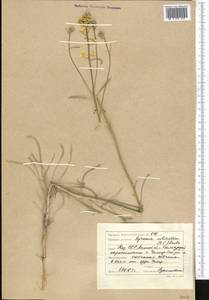 Erysimum siliculosum (M. Bieb.) DC., Middle Asia, Caspian Ustyurt & Northern Aralia (M8) (Kazakhstan)