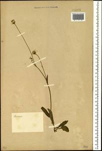 Senecio, Siberia (no precise locality) (S0) (Russia)