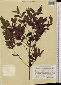 Lonicera ruprechtiana Regel, Siberia, Russian Far East (S6) (Russia)