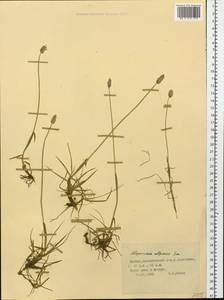 Alopecurus magellanicus Lam., Siberia, Yakutia (S5) (Russia)