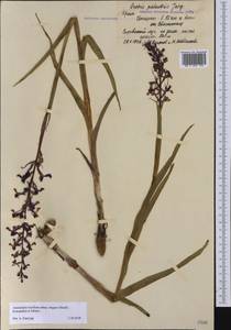 Anacamptis palustris subsp. elegans (Heuff.) R.M.Bateman, Pridgeon & M.W.Chase, Crimea (KRYM) (Russia)