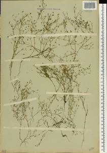 Psammophiliella muralis (L.) lkonn., Eastern Europe, Central forest-and-steppe region (E6) (Russia)