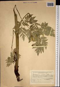 Pleurospermum uralense Hoffm., Siberia, Western (Kazakhstan) Altai Mountains (S2a) (Kazakhstan)