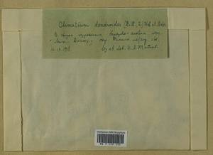 Climacium dendroides (Hedw.) F. Weber & D. Mohr, Bryophytes, Bryophytes - Moscow City & Moscow Oblast (B6a) (Russia)