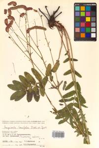 Poterium tenuifolium (Fisch. ex Link) Franch. & Sav., Siberia, Chukotka & Kamchatka (S7) (Russia)