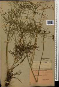 Peucedanum ruthenicum M. Bieb., Caucasus, Dagestan (K2) (Russia)