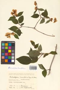 Philadelphus tenuifolius Rupr. & Maxim., Siberia, Russian Far East (S6) (Russia)