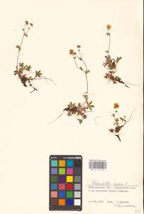Potentilla aurea L., Eastern Europe, West Ukrainian region (E13) (Ukraine)