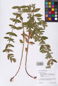 Hypericum hirsutum L., Eastern Europe, Central region (E4) (Russia)