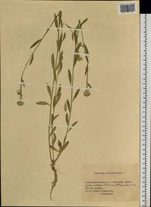 Erysimum cheiranthoides L., Siberia, Altai & Sayany Mountains (S2) (Russia)