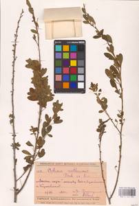 Chamaecytisus ruthenicus (Fisch. ex Woł.) Klásk., Eastern Europe, Middle Volga region (E8) (Russia)