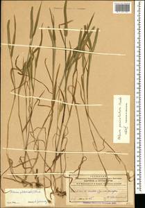 Phleum paniculatum Huds., Caucasus, Azerbaijan (K6) (Azerbaijan)