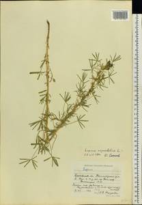 Lupinus angustifolius L., Eastern Europe, Moscow region (E4a) (Russia)