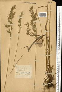 Bromus secalinus L., Eastern Europe, Central forest-and-steppe region (E6) (Russia)