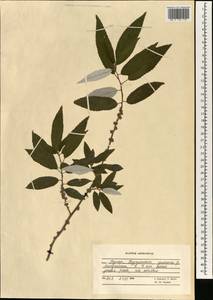Ficus, South Asia, South Asia (Asia outside ex-Soviet states and Mongolia) (ASIA) (Afghanistan)