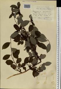 Salix taraikensis Kimura, Siberia, Baikal & Transbaikal region (S4) (Russia)