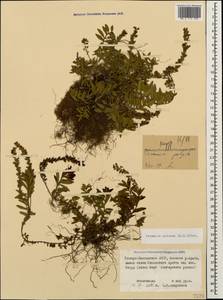 Veronica petraea (M. Bieb.) Stev., Caucasus, North Ossetia, Ingushetia & Chechnya (K1c) (Russia)