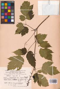 Actaea spicata L., Eastern Europe (no precise locality) (E0)