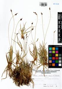 Carex melanocarpa Cham. ex Trautv., Siberia, Baikal & Transbaikal region (S4) (Russia)