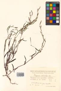 Persicaria erectominor (Makino) Nakai, Siberia, Russian Far East (S6) (Russia)