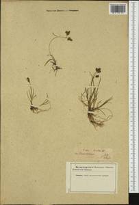 Carex bicolor Bellardi ex All., Western Europe (EUR) (Not classified)