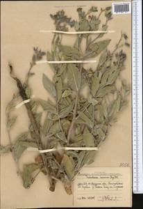 Trichodesma incanum Bunge, Middle Asia, Western Tian Shan & Karatau (M3) (Uzbekistan)