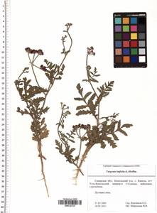 Turgenia latifolia (L.) Hoffm., Eastern Europe, Middle Volga region (E8) (Russia)