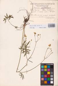 Ranunculus acris L., Eastern Europe, West Ukrainian region (E13) (Ukraine)