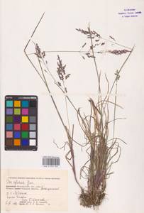 Poa trivialis L., Eastern Europe, Lower Volga region (E9) (Russia)