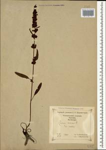 Rumex crispus L., Caucasus, Georgia (K4) (Georgia)