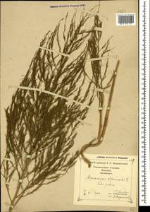 Asparagus officinalis L., Caucasus, Georgia (K4) (Georgia)