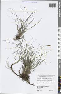 Carex argunensis Turcz. ex Trevir., Siberia, Baikal & Transbaikal region (S4) (Russia)