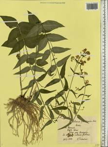 Vincetoxicum hirundinaria Medik., Eastern Europe, Central forest-and-steppe region (E6) (Russia)