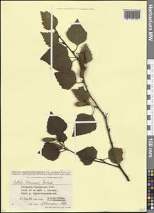 Betula pubescens var. litwinowii (Doluch.) Ashburner & McAll., Caucasus, Stavropol Krai, Karachay-Cherkessia & Kabardino-Balkaria (K1b) (Russia)