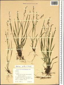 Melica picta K.Koch, Caucasus, North Ossetia, Ingushetia & Chechnya (K1c) (Russia)